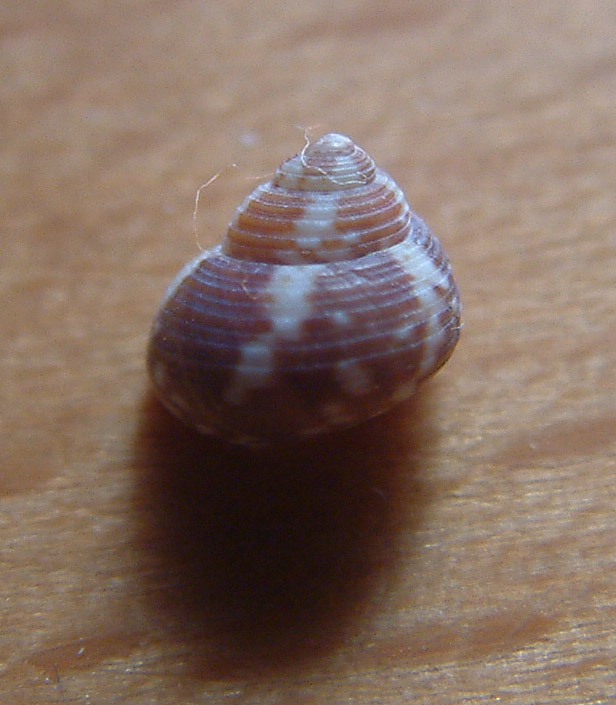 Gibbula adansonii e Gibbula turbinoides